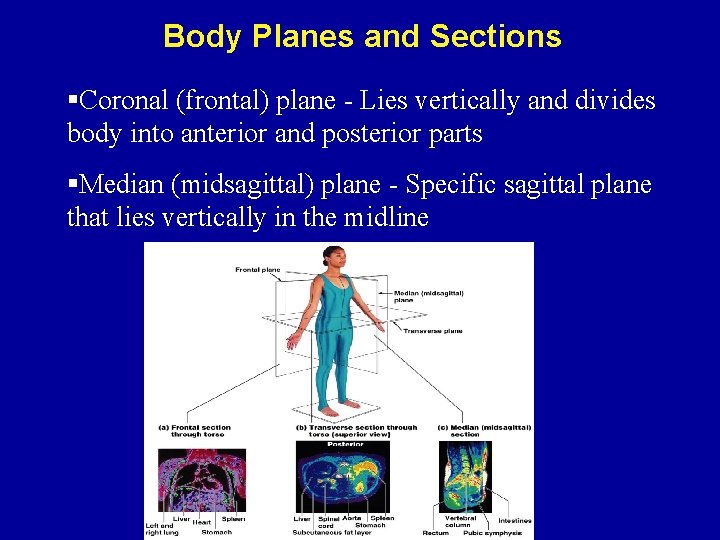 Body Planes and Sections §Coronal (frontal) plane - Lies vertically and divides body into