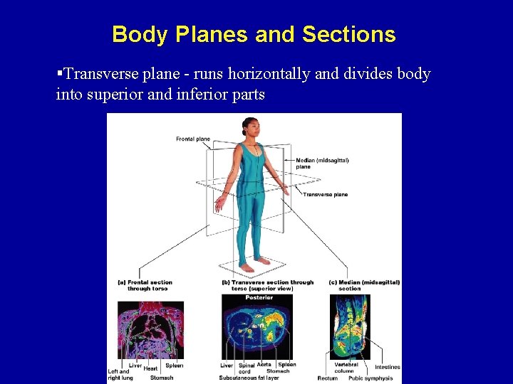 Body Planes and Sections §Transverse plane - runs horizontally and divides body into superior