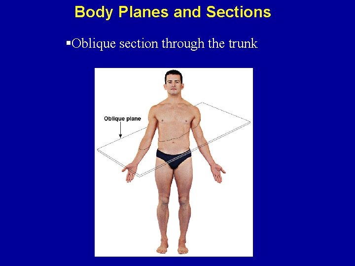 Body Planes and Sections §Oblique section through the trunk 