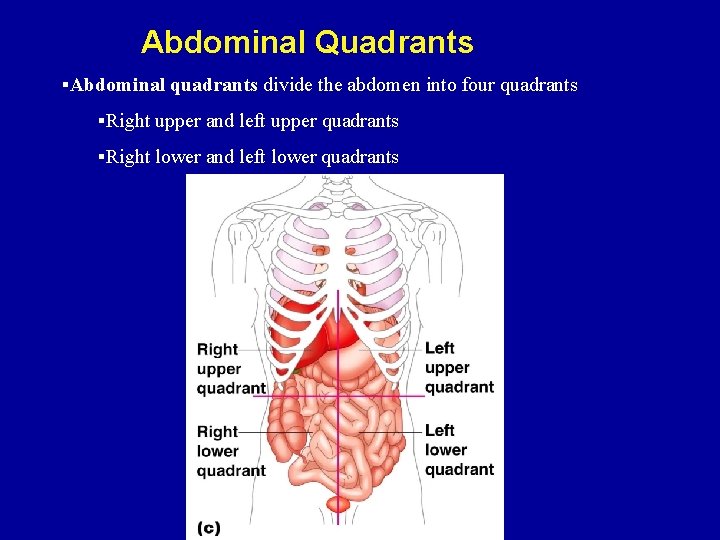 Abdominal Quadrants §Abdominal quadrants divide the abdomen into four quadrants §Right upper and left