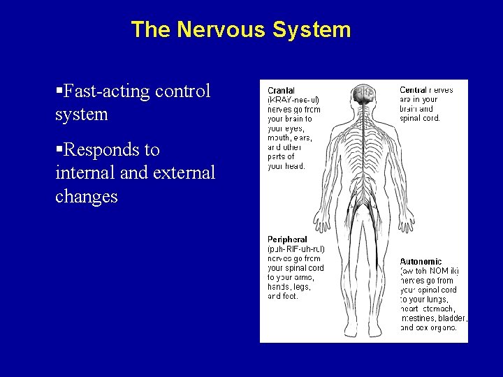 The Nervous System §Fast-acting control system §Responds to internal and external changes 