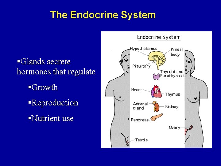 The Endocrine System §Glands secrete hormones that regulate §Growth §Reproduction §Nutrient use 
