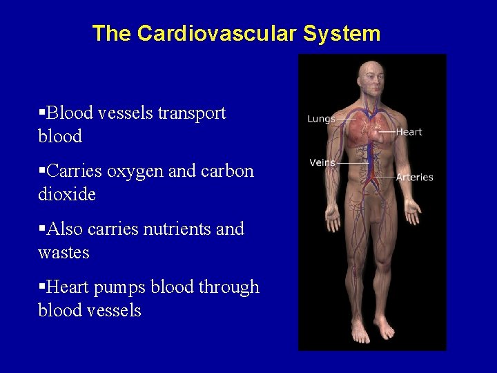 The Cardiovascular System §Blood vessels transport blood §Carries oxygen and carbon dioxide §Also carries