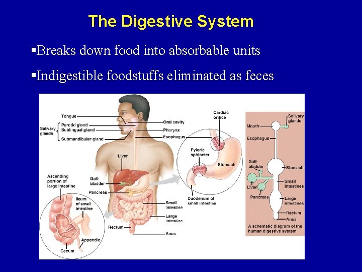 The Digestive System §Breaks down food into absorbable units §Indigestible foodstuffs eliminated as feces