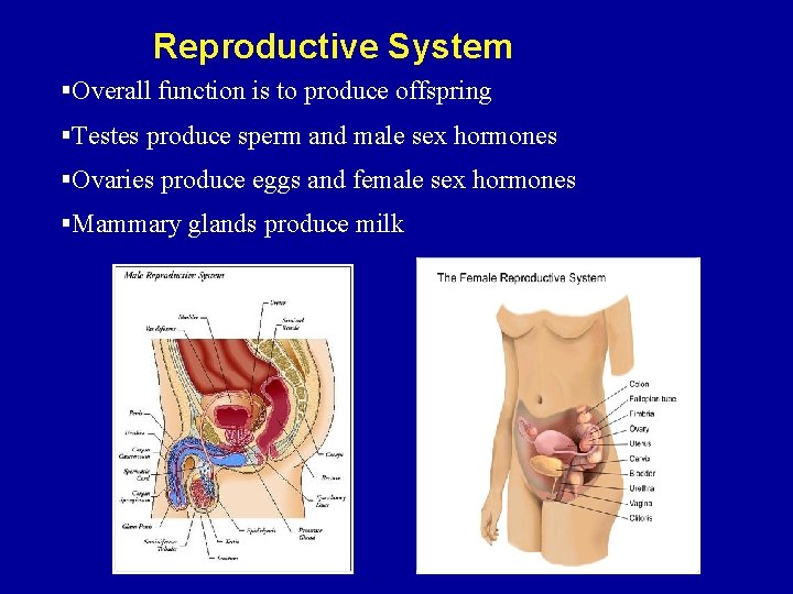 Reproductive System §Overall function is to produce offspring §Testes produce sperm and male sex