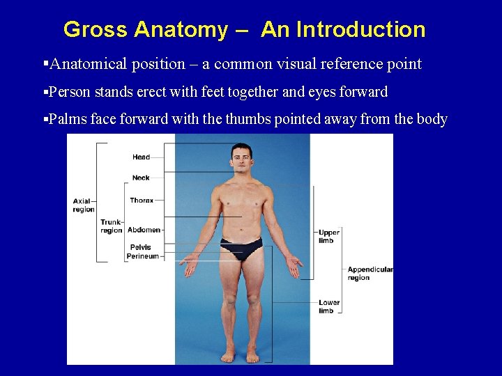 Gross Anatomy – An Introduction §Anatomical position – a common visual reference point §Person