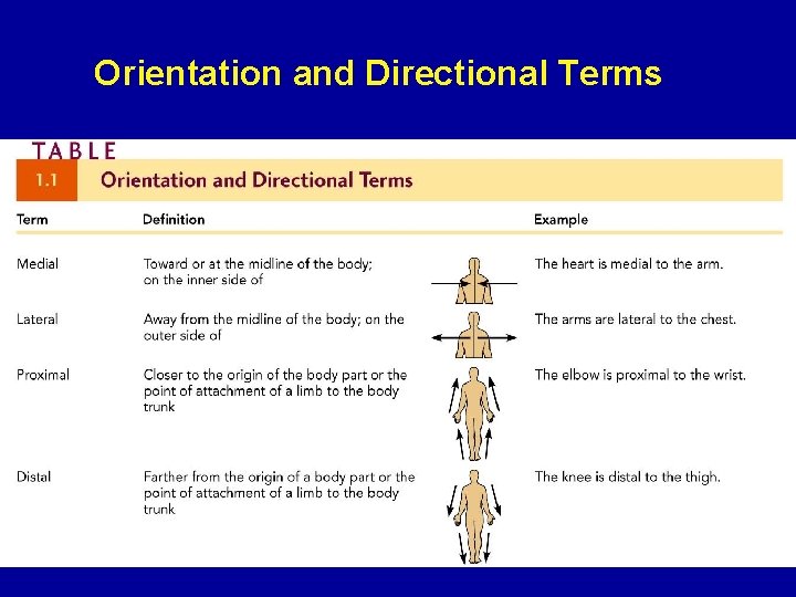 Orientation and Directional Terms 