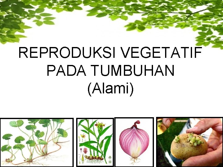 REPRODUKSI VEGETATIF PADA TUMBUHAN (Alami) 