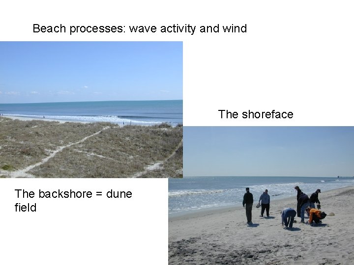 Beach processes: wave activity and wind The shoreface The backshore = dune field 