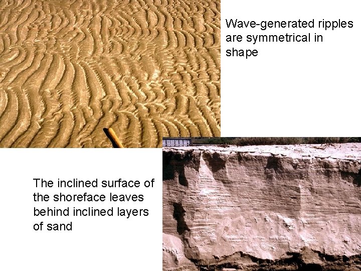 Wave-generated ripples are symmetrical in shape The inclined surface of the shoreface leaves behind