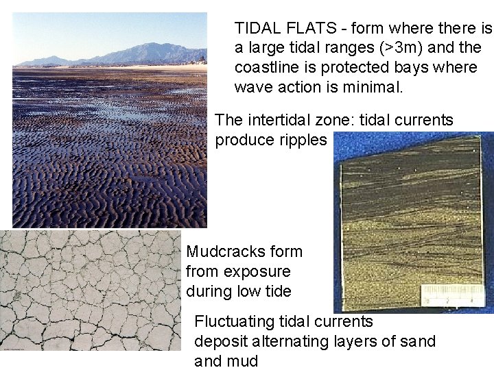 TIDAL FLATS - form where there is a large tidal ranges (>3 m) and