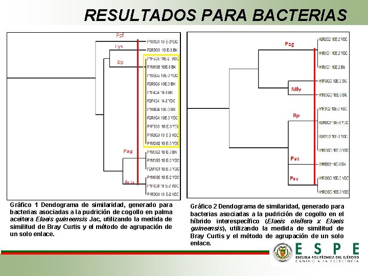 RESULTADOS PARA BACTERIAS Gráfico 1 Dendograma de similaridad, generado para bacterias asociadas a la