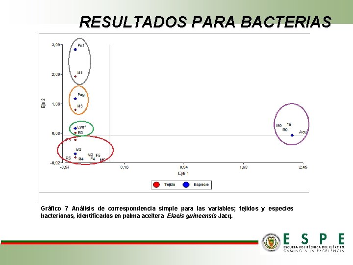 RESULTADOS PARA BACTERIAS Gráfico 7 Análisis de correspondencia simple para las variables; tejidos y