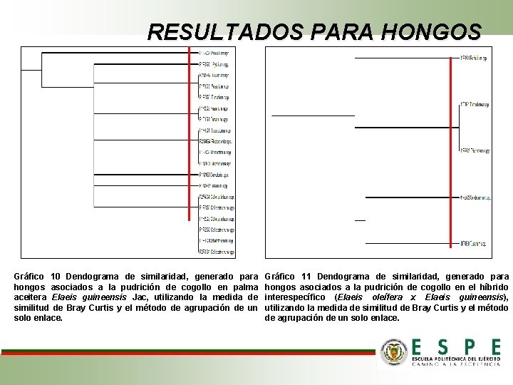 RESULTADOS PARA HONGOS Gráfico 10 Dendograma de similaridad, generado para hongos asociados a la