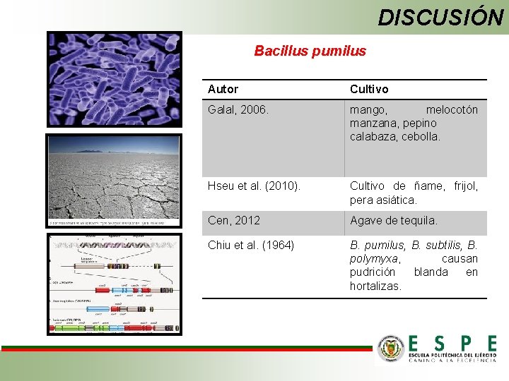 DISCUSIÓN Bacillus pumilus Autor Cultivo Galal, 2006. mango, melocotón manzana, pepino calabaza, cebolla. Hseu