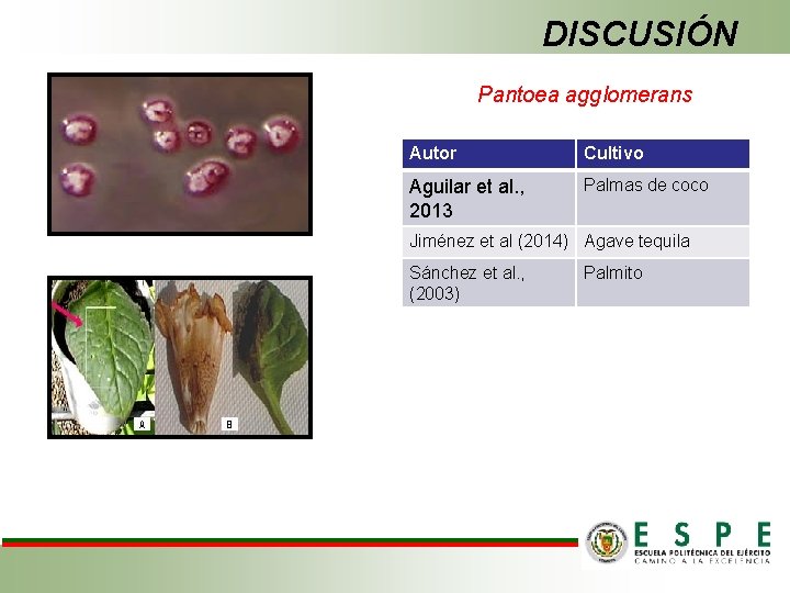 DISCUSIÓN Pantoea agglomerans Autor Cultivo Aguilar et al. , 2013 Palmas de coco Jiménez