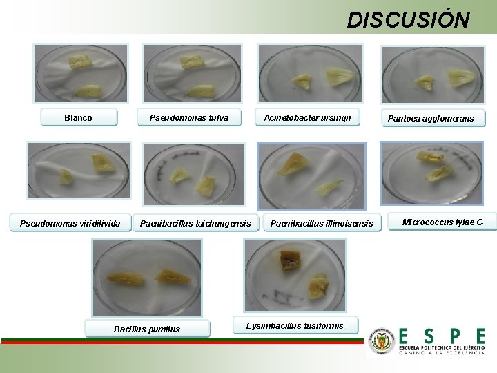 DISCUSIÓN Blanco Pseudomonas fulva Acinetobacter ursingii Pseudomonas viridilivida Paenibacillus taichungensis Paenibacillus illinoisensis Bacillus pumilus