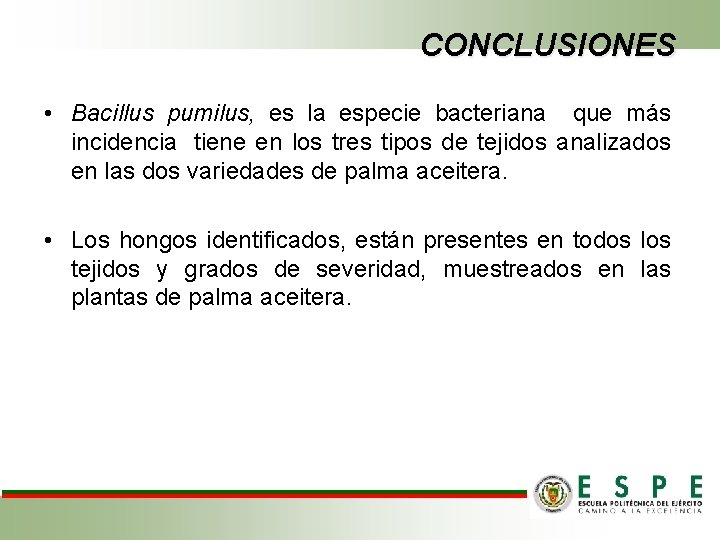 CONCLUSIONES • Bacillus pumilus, es la especie bacteriana que más incidencia tiene en los