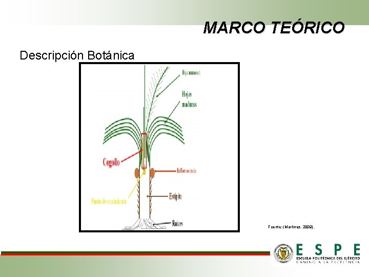 MARCO TEÓRICO Descripción Botánica Fuente: (Martínez, 2009). 