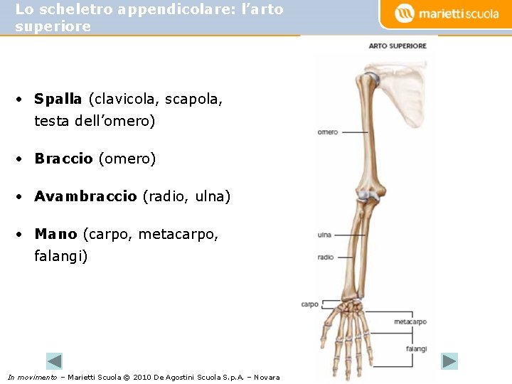 Lo scheletro appendicolare: l’arto superiore • Spalla (clavicola, scapola, testa dell’omero) • Braccio (omero)