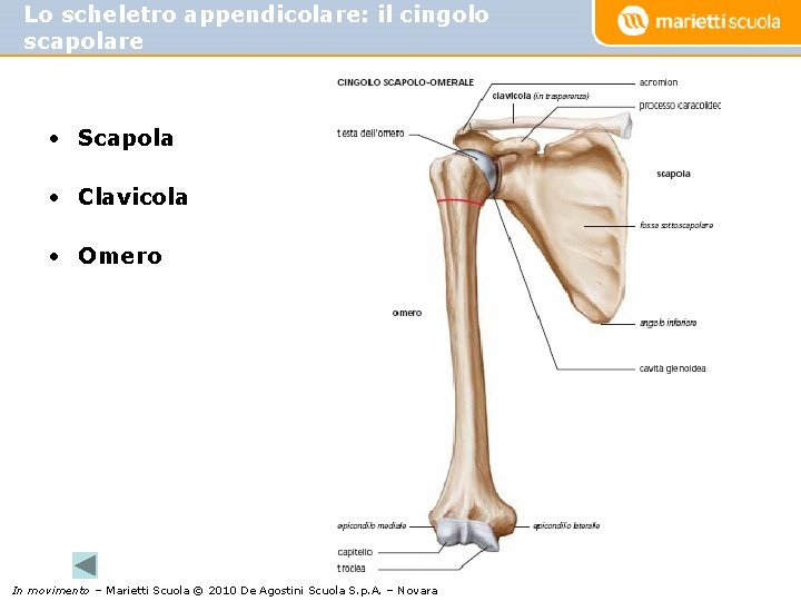 Lo scheletro appendicolare: il cingolo scapolare • Scapola • Clavicola • Omero In movimento