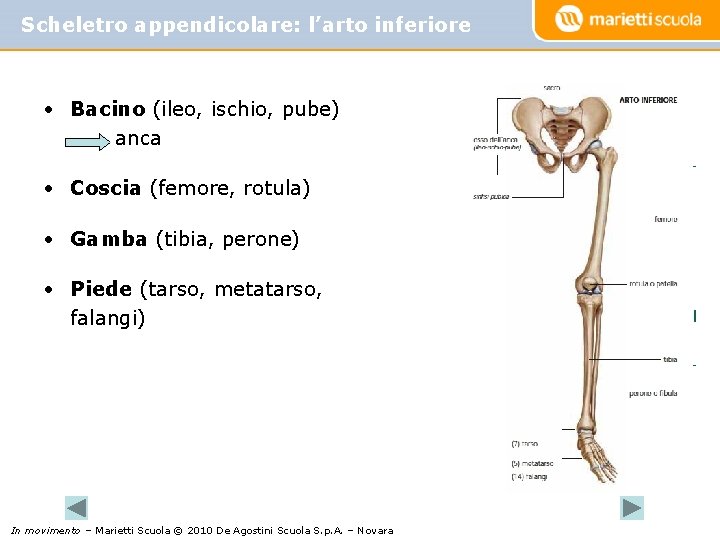 Scheletro appendicolare: l’arto inferiore • Bacino (ileo, ischio, pube) anca • Coscia (femore, rotula)