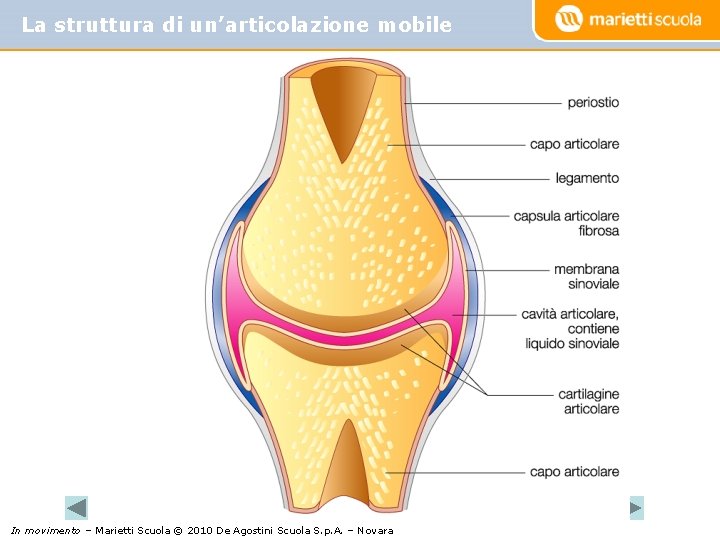 La struttura di un’articolazione mobile In movimento – Marietti Scuola © 2010 De Agostini