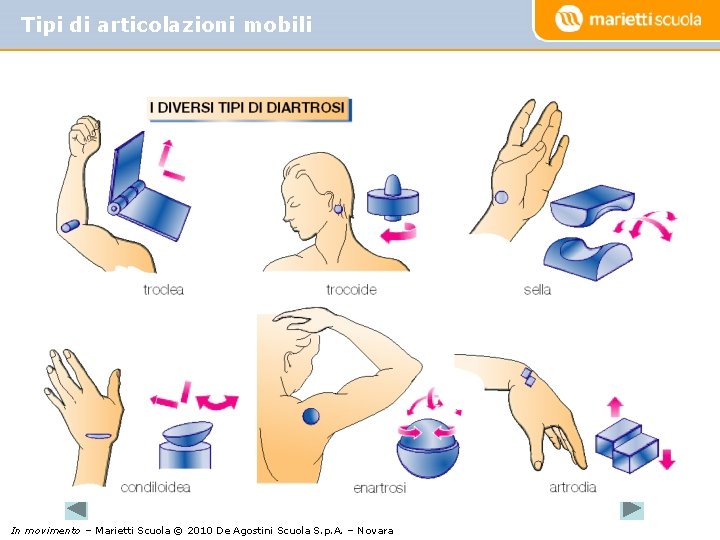 Tipi di articolazioni mobili In movimento – Marietti Scuola © 2010 De Agostini Scuola
