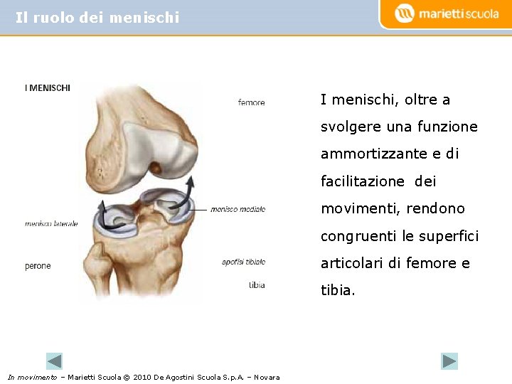 Il ruolo dei menischi I menischi, oltre a svolgere una funzione ammortizzante e di