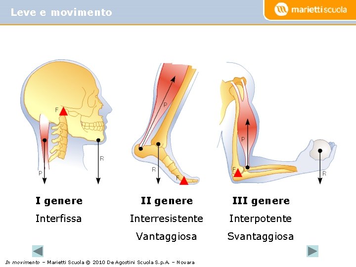 Leve e movimento I genere III genere Interfissa Interresistente Interpotente Vantaggiosa Svantaggiosa In movimento