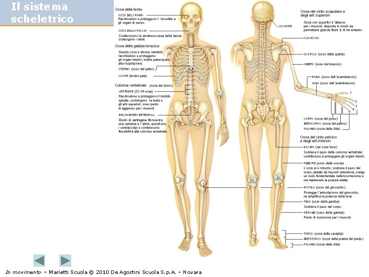 Il sistema scheletrico In movimento – Marietti Scuola © 2010 De Agostini Scuola S.