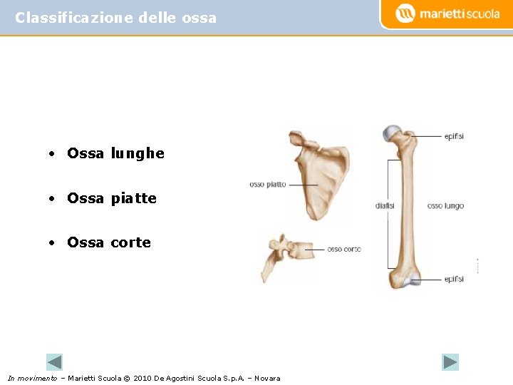 Classificazione delle ossa • Ossa lunghe • Ossa piatte • Ossa corte In movimento