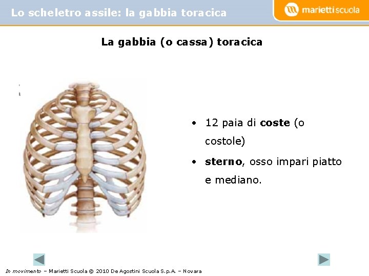 Lo scheletro assile: la gabbia toracica La gabbia (o cassa) toracica • 12 paia