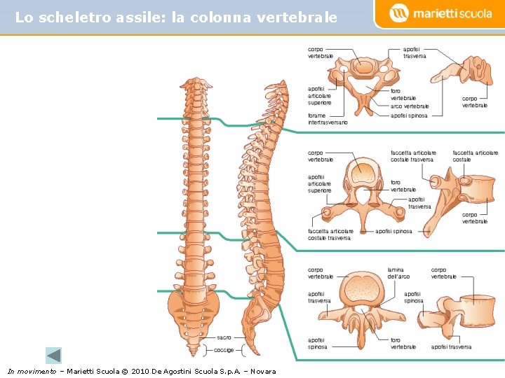 Lo scheletro assile: la colonna vertebrale In movimento – Marietti Scuola © 2010 De