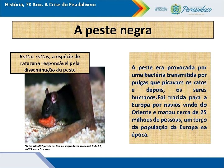 História, 7º Ano, A Crise do Feudalismo A peste negra Rattus rattus, a espécie