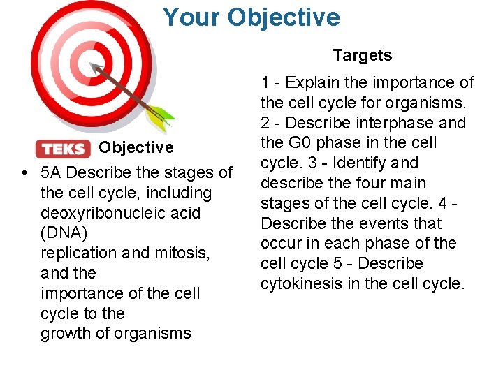 Your Objective Targets Objective • 5 A Describe the stages of the cell cycle,