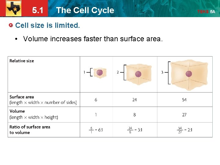 5. 1 The Cell Cycle Cell size is limited. • Volume increases faster than