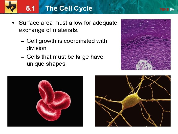 5. 1 The Cell Cycle • Surface area must allow for adequate exchange of