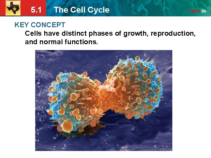 5. 1 The Cell Cycle TEKS 5 A KEY CONCEPT Cells have distinct phases