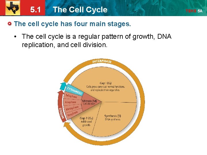 5. 1 The Cell Cycle The cell cycle has four main stages. • The