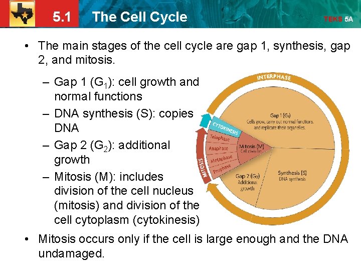 5. 1 The Cell Cycle TEKS 5 A • The main stages of the