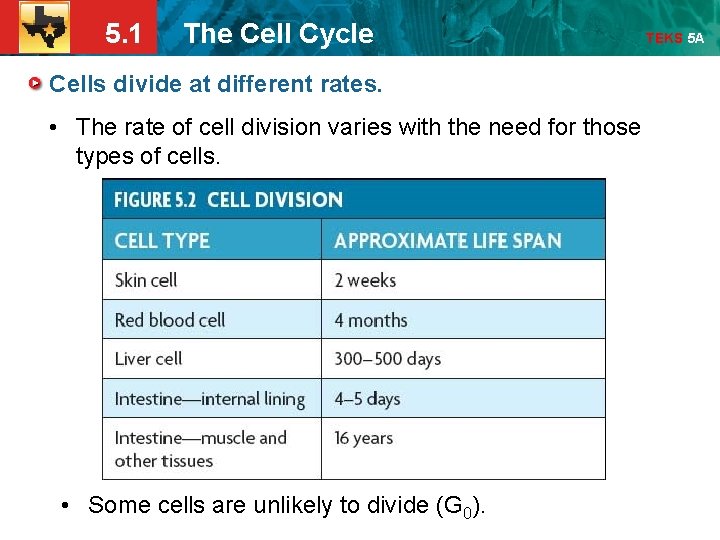 5. 1 The Cell Cycle Cells divide at different rates. • The rate of