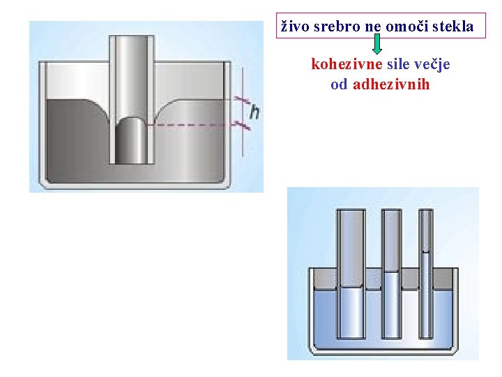 živo srebro ne omoči stekla kohezivne sile večje od adhezivnih 