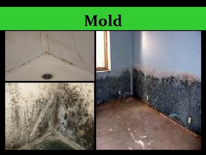 Mold 