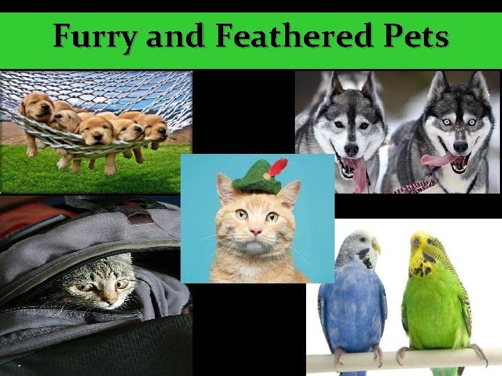 Furry and Feathered Pets 