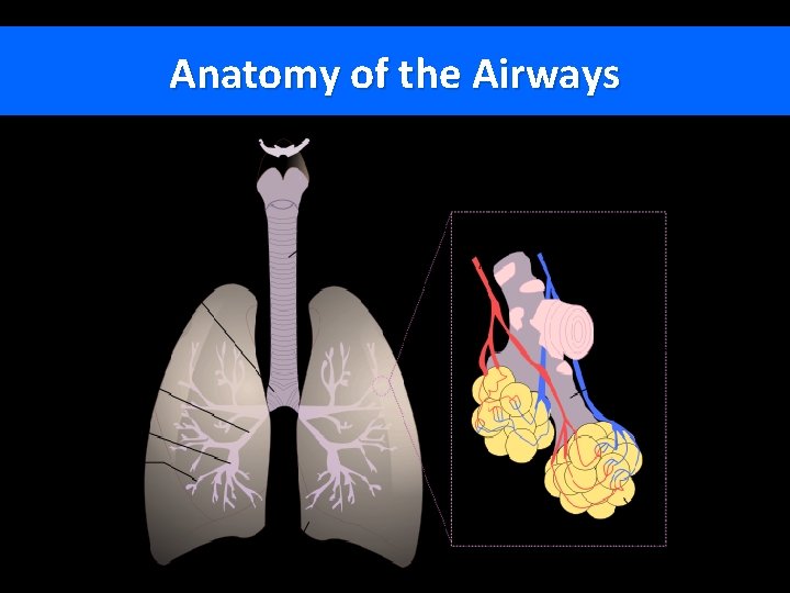 Anatomy of the Airways 