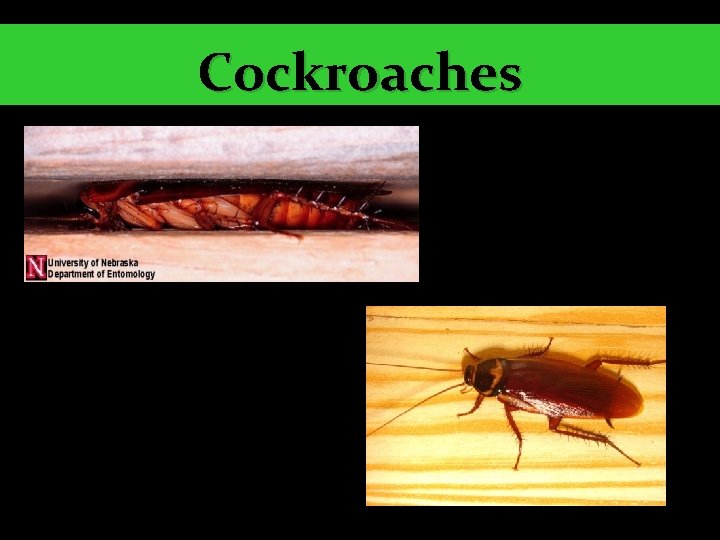 Cockroaches 