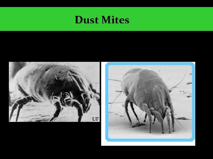 Dust Mites 