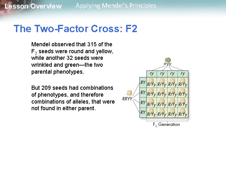 Lesson Overview Applying Mendel’s Principles The Two-Factor Cross: F 2 Mendel observed that 315