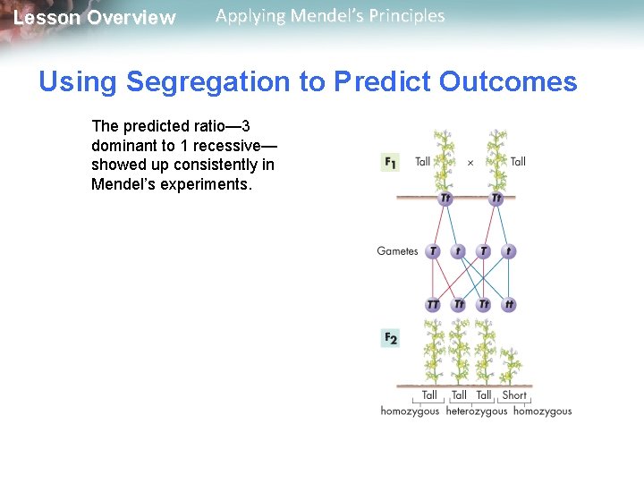Lesson Overview Applying Mendel’s Principles Using Segregation to Predict Outcomes The predicted ratio— 3